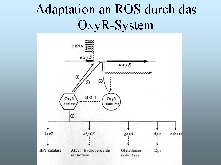 Adaptation an ROS durch das Oxy. R-System 