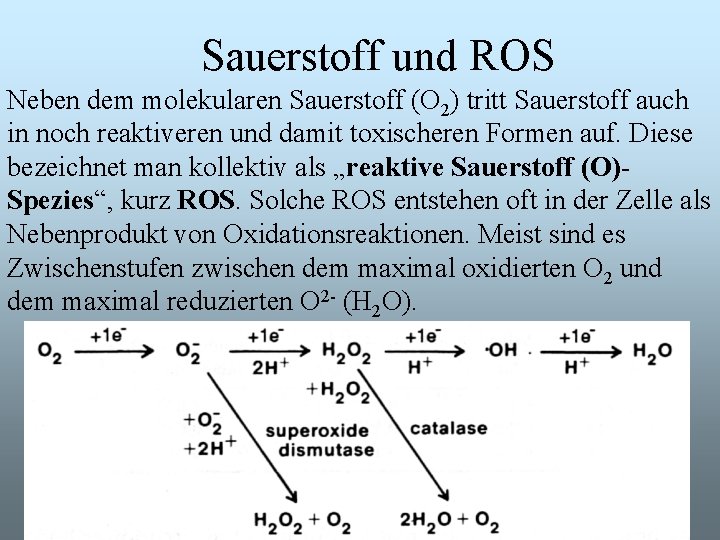 Sauerstoff und ROS Neben dem molekularen Sauerstoff (O 2) tritt Sauerstoff auch in noch