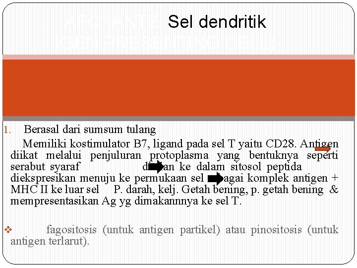 APC (ANT 2. Sel dendritik IGEN PRESENTING CELL) Berasal dari sumsum tulang Memiliki kostimulator