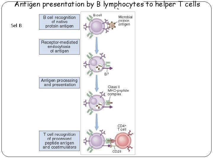 Antigen presentation by B lymphocytes to helper T cells Sel B 