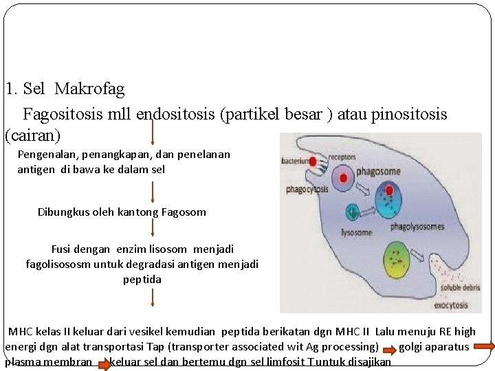 1. Sel Makrofag Fagositosis mll endositosis (partikel besar ) atau pinositosis (cairan) Pengenalan, penangkapan,