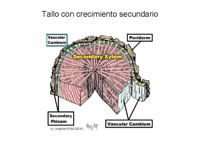 Tallo con crecimiento secundario 
