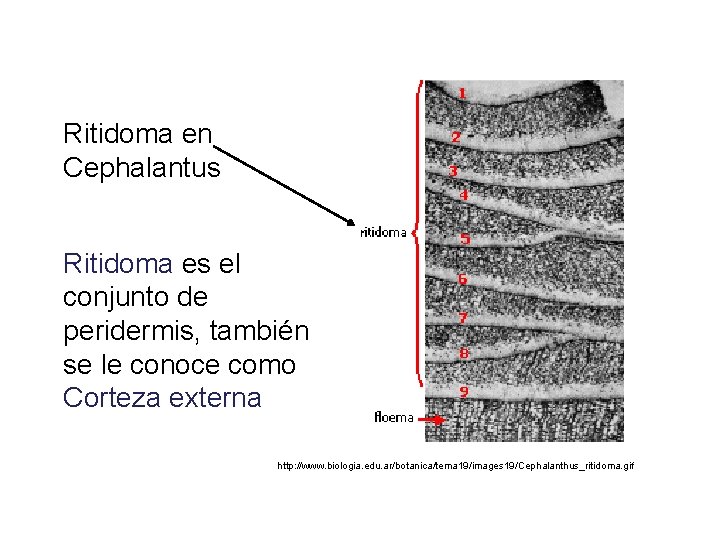 Ritidoma en Cephalantus Ritidoma es el conjunto de peridermis, también se le conoce como