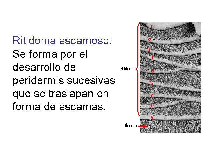 Ritidoma escamoso: Se forma por el desarrollo de peridermis sucesivas que se traslapan en