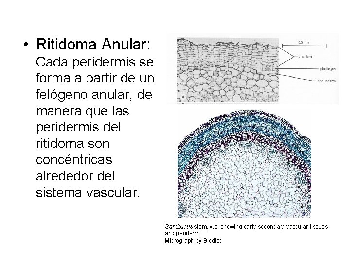  • Ritidoma Anular: Cada peridermis se forma a partir de un felógeno anular,