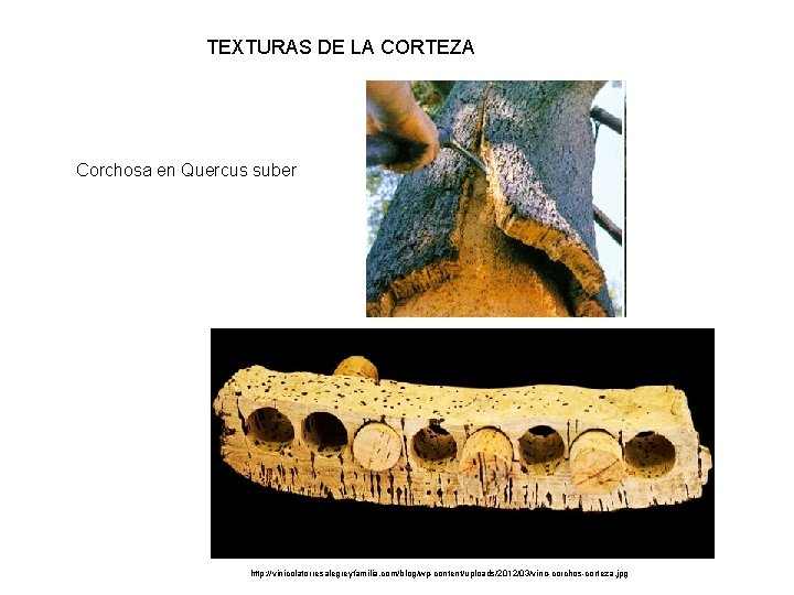 TEXTURAS DE LA CORTEZA Corchosa en Quercus suber http: //vinicolatorresalegreyfamilia. com/blog/wp-content/uploads/2012/03/vino-corchos-corteza. jpg 