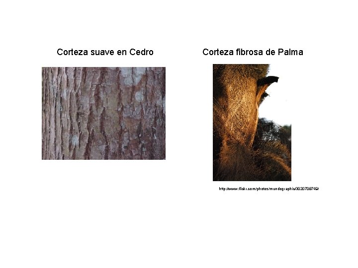 Corteza suave en Cedro Corteza fibrosa de Palma http: //www. flickr. com/photos/mundographic/3020708749/ 