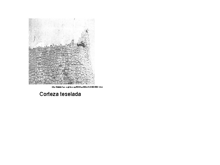 http: //www. fao. org/docrep/004/ac 459 s/AC 459 S 03. htm Corteza teselada 