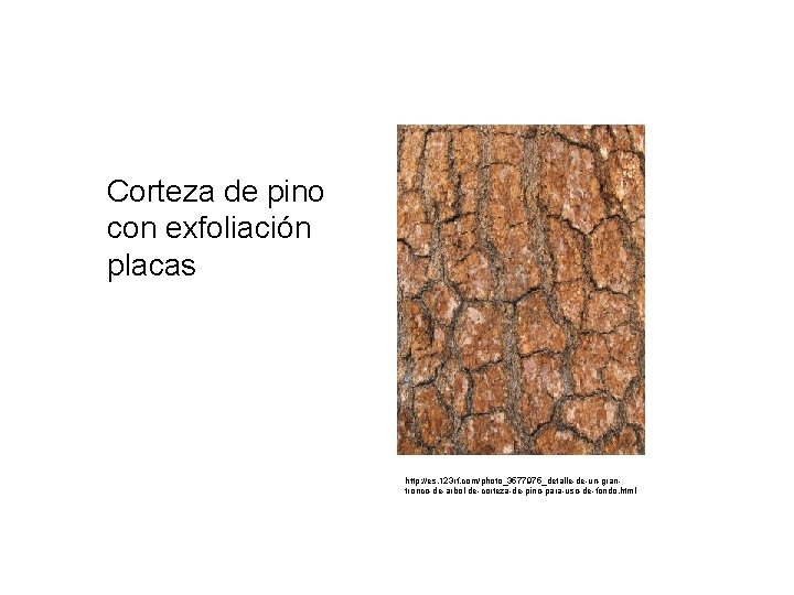 Corteza de pino con exfoliación placas http: //es. 123 rf. com/photo_3577975_detalle-de-un-grantronco-de-arbol-de-corteza-de-pino-para-uso-de-fondo. html 