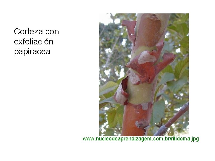 Corteza con exfoliación papiracea www. nucleodeaprendizagem. com. br/ritidoma. jpg 