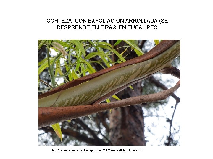 CORTEZA CON EXFOLIACIÓN ARROLLADA (SE DESPRENDE EN TIRAS, EN EUCALIPTO http: //botanicmontserrat. blogspot. com/2012/10/eucalipto-ritidoma.