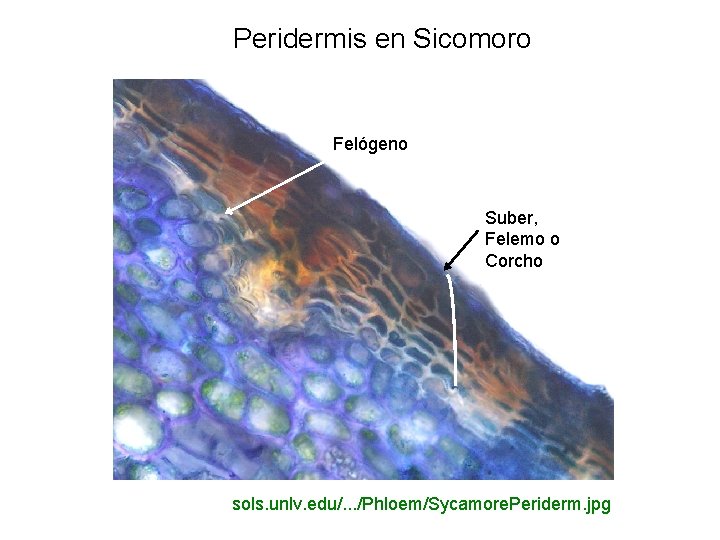 Peridermis en Sicomoro Felógeno Suber, Felemo o Corcho sols. unlv. edu/. . . /Phloem/Sycamore.