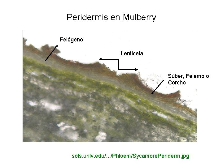 Peridermis en Mulberry Felógeno Lenticela Súber, Felemo o Corcho sols. unlv. edu/. . .