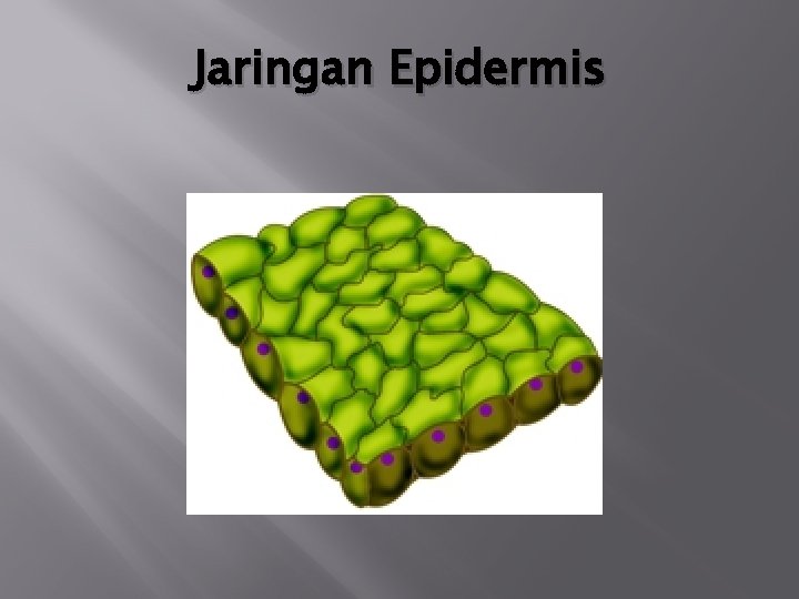 Jaringan Epidermis 