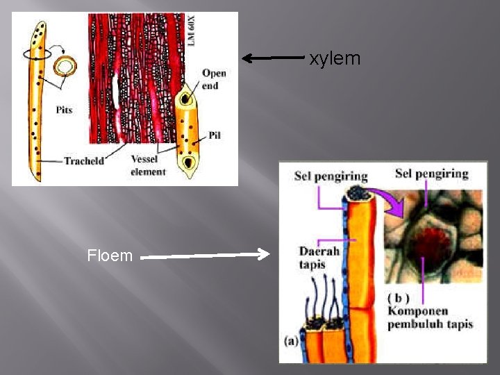 xylem Floem 