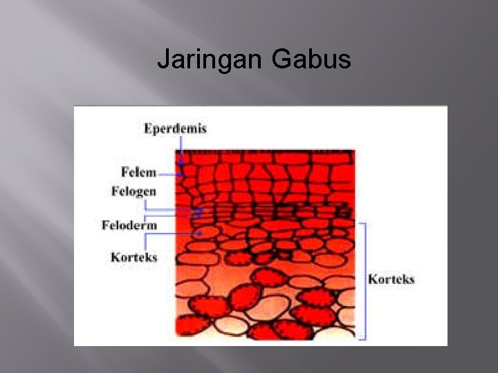 Jaringan Gabus 