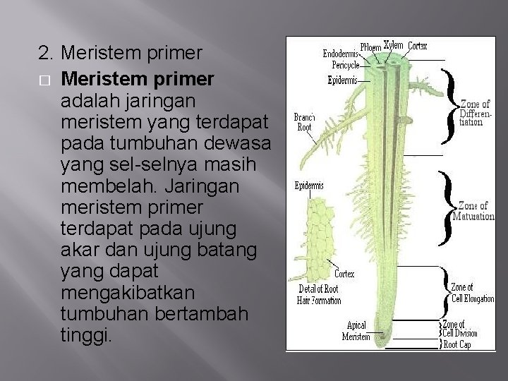 2. Meristem primer � Meristem primer adalah jaringan meristem yang terdapat pada tumbuhan dewasa