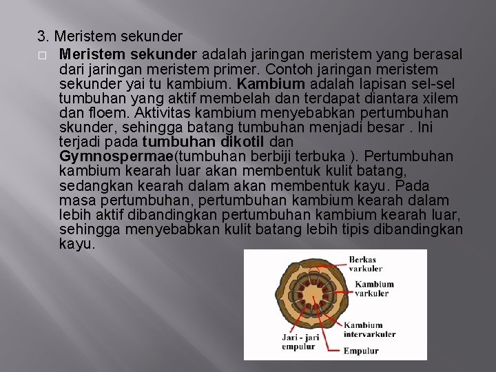 3. Meristem sekunder � Meristem sekunder adalah jaringan meristem yang berasal dari jaringan meristem