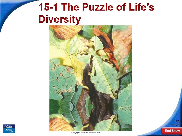 15 -1 The Puzzle of Life's Diversity Slide 1 of 20 Copyright Pearson Prentice