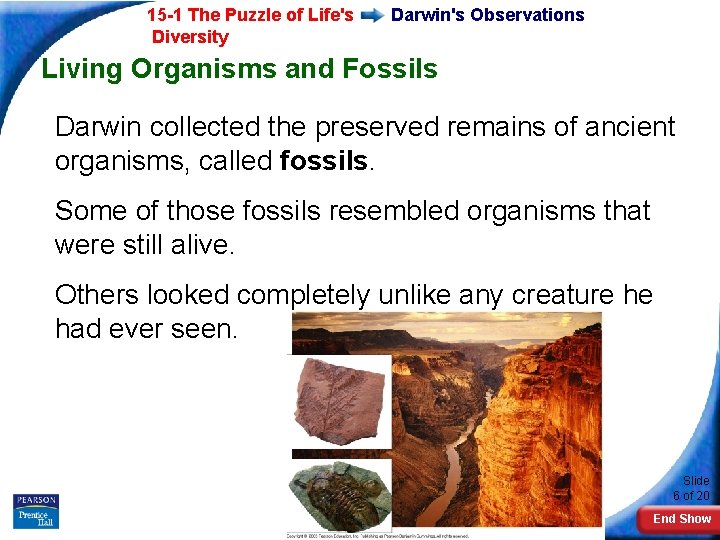 15 -1 The Puzzle of Life's Diversity Darwin's Observations Living Organisms and Fossils Darwin