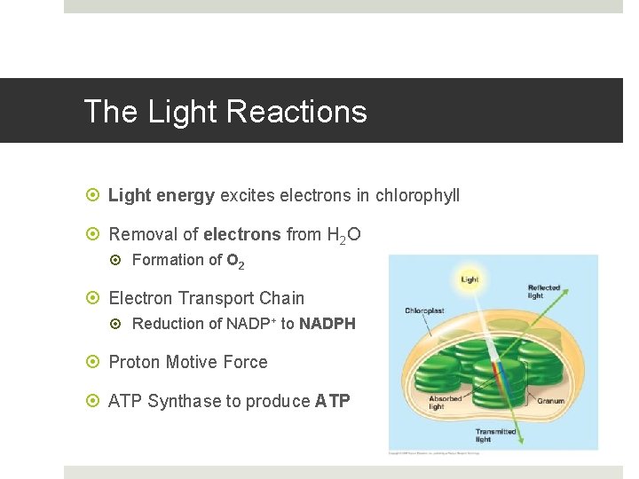 The Light Reactions Light energy excites electrons in chlorophyll Removal of electrons from H