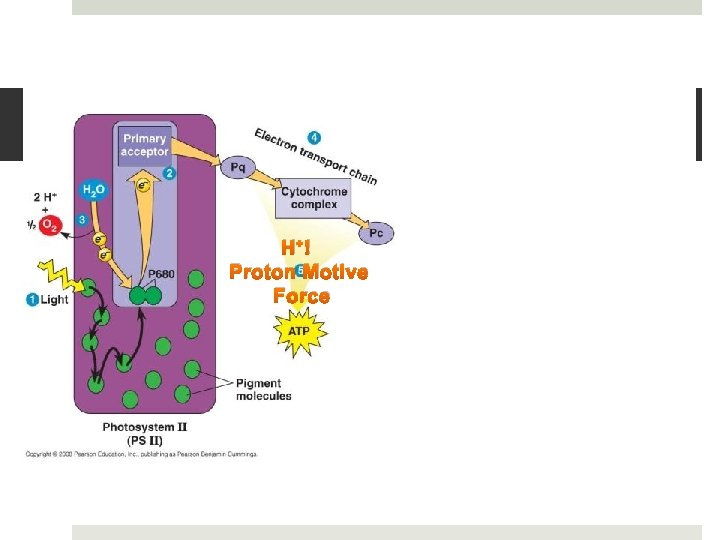 H+ ! Proton Motive Force 