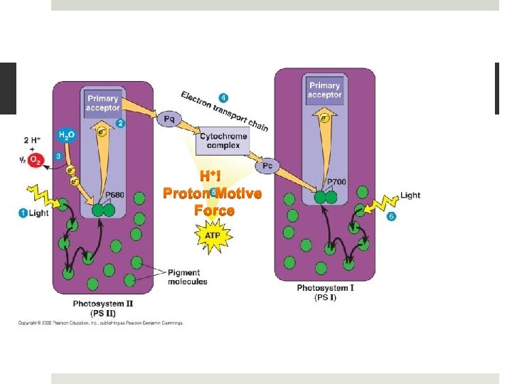 H+ ! Proton Motive Force 