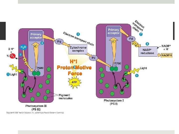 H+ ! Proton Motive Force 