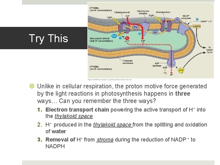 Try This Unlike in cellular respiration, the proton motive force generated by the light