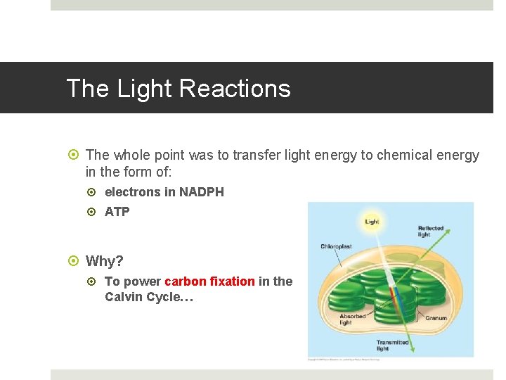 The Light Reactions The whole point was to transfer light energy to chemical energy