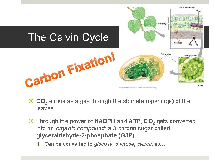 The Calvin Cycle n o b ar ! n o i t a x The Calvin Cycle n o b ar ! n o i t a x