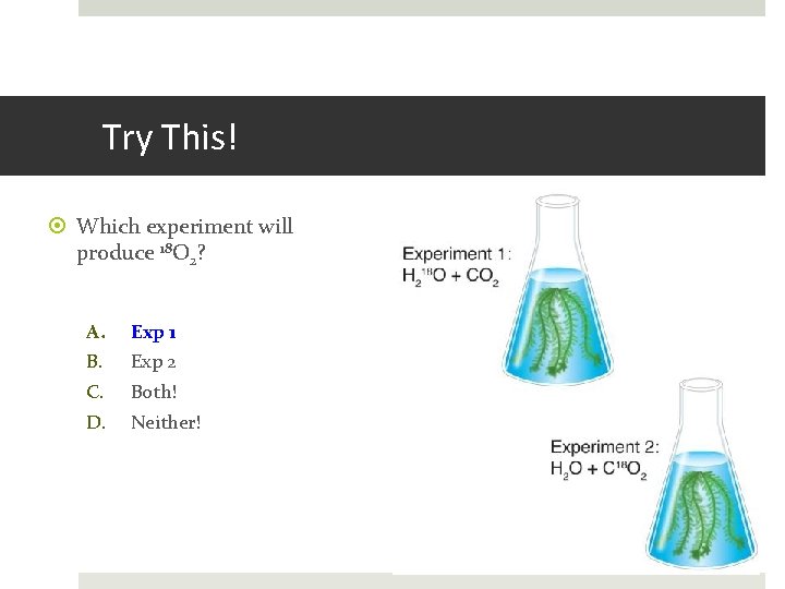 Try This! Which experiment will produce 18 O 2? A. B. C. D. Exp