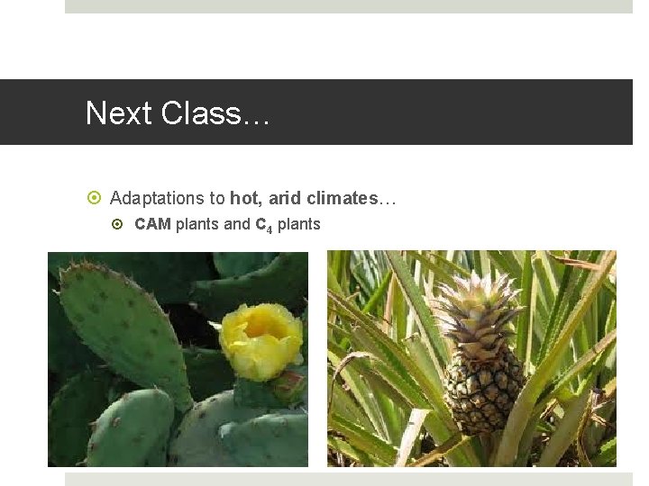 Next Class… Adaptations to hot, arid climates… CAM plants and C 4 plants 