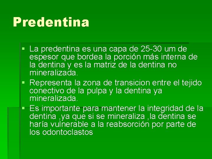 Predentina § La predentina es una capa de 25 -30 um de espesor que