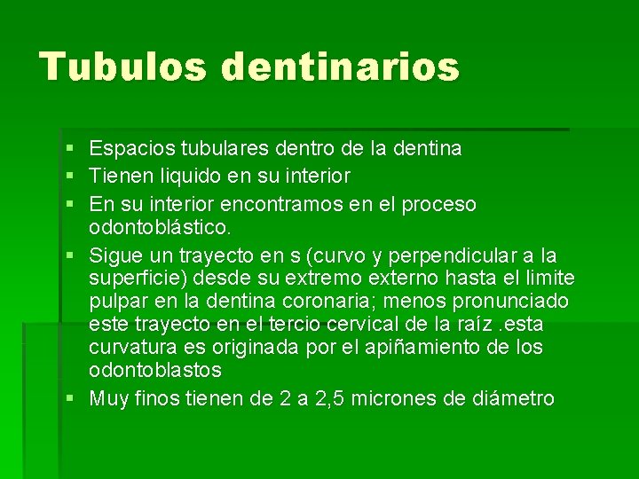Tubulos dentinarios § Espacios tubulares dentro de la dentina § Tienen liquido en su