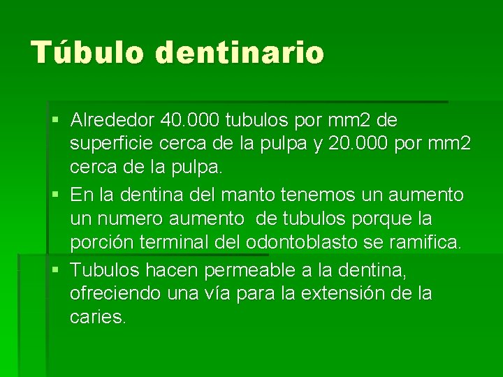 Túbulo dentinario § Alrededor 40. 000 tubulos por mm 2 de superficie cerca de