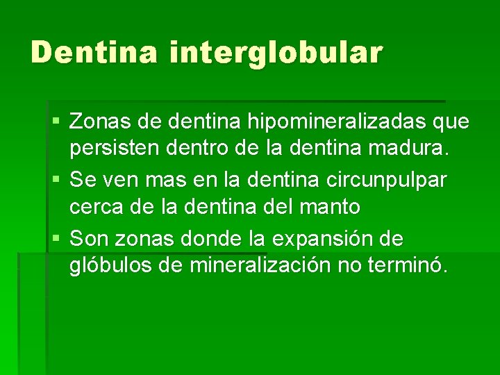 Dentina interglobular § Zonas de dentina hipomineralizadas que persisten dentro de la dentina madura.