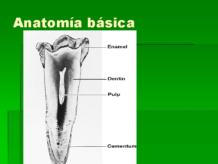 Anatomía básica 