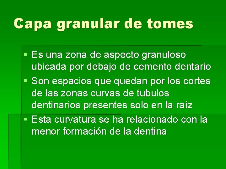 Capa granular de tomes § Es una zona de aspecto granuloso ubicada por debajo