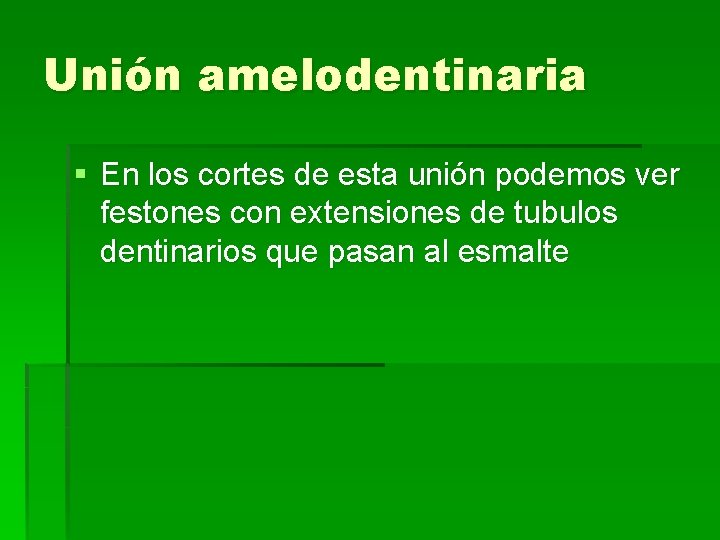 Unión amelodentinaria § En los cortes de esta unión podemos ver festones con extensiones