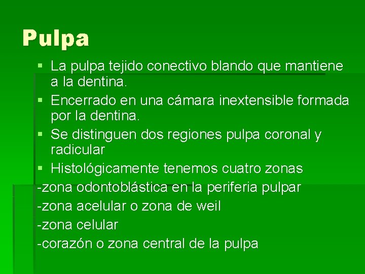 Pulpa § La pulpa tejido conectivo blando que mantiene a la dentina. § Encerrado
