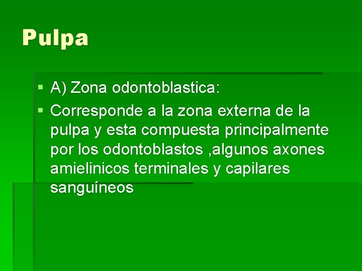 Pulpa § A) Zona odontoblastica: § Corresponde a la zona externa de la pulpa