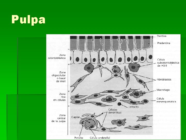 Pulpa 