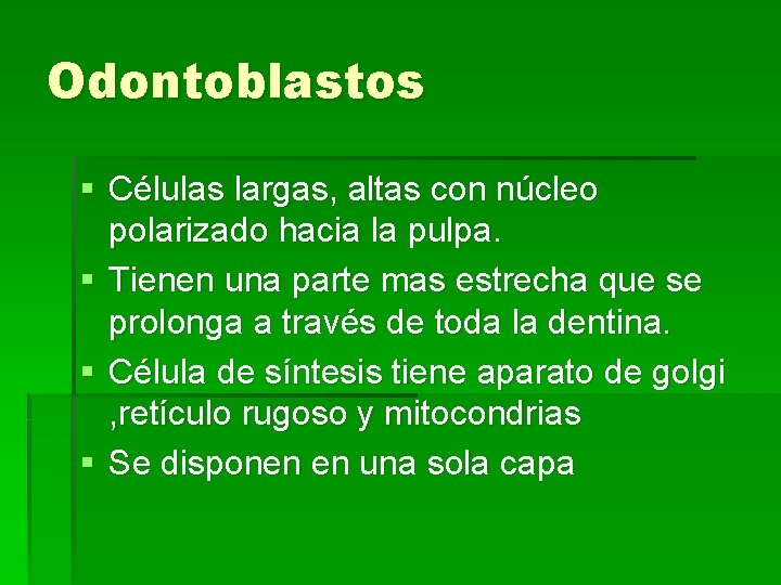Odontoblastos § Células largas, altas con núcleo polarizado hacia la pulpa. § Tienen una