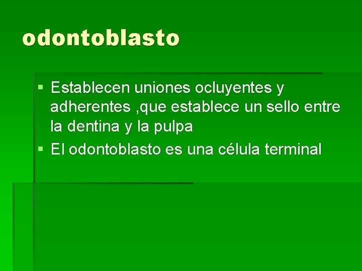 odontoblasto § Establecen uniones ocluyentes y adherentes , que establece un sello entre la