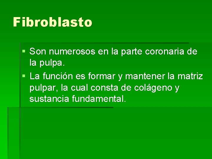 Fibroblasto § Son numerosos en la parte coronaria de la pulpa. § La función