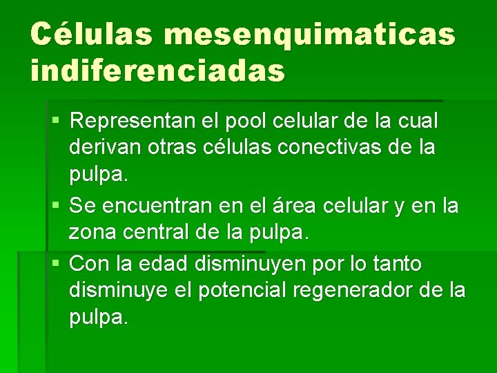 Células mesenquimaticas indiferenciadas § Representan el pool celular de la cual derivan otras células
