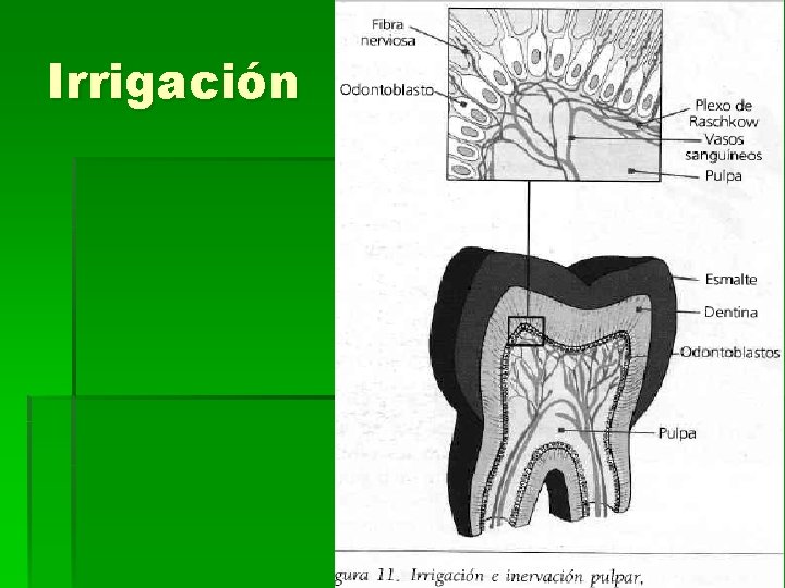 Irrigación 