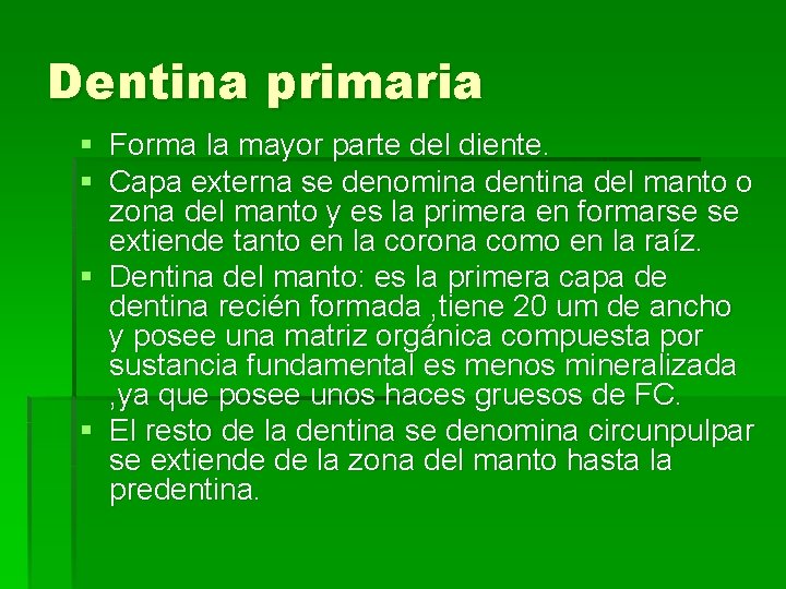 Dentina primaria § Forma la mayor parte del diente. § Capa externa se denomina