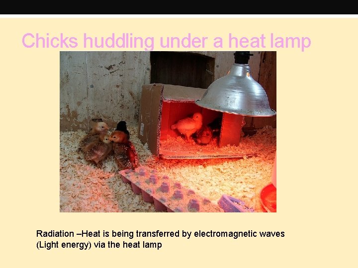 Chicks huddling under a heat lamp Radiation –Heat is being transferred by electromagnetic waves